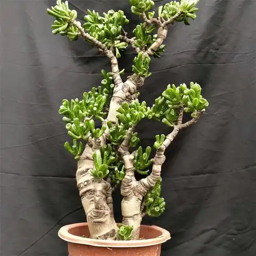 123吸财树 多肉老桩 控养极品 多肉植物 筒叶花月 韩国 高60公分