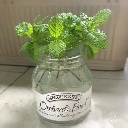 薄荷(mint),摘几枝插小瓶中,很可爱!