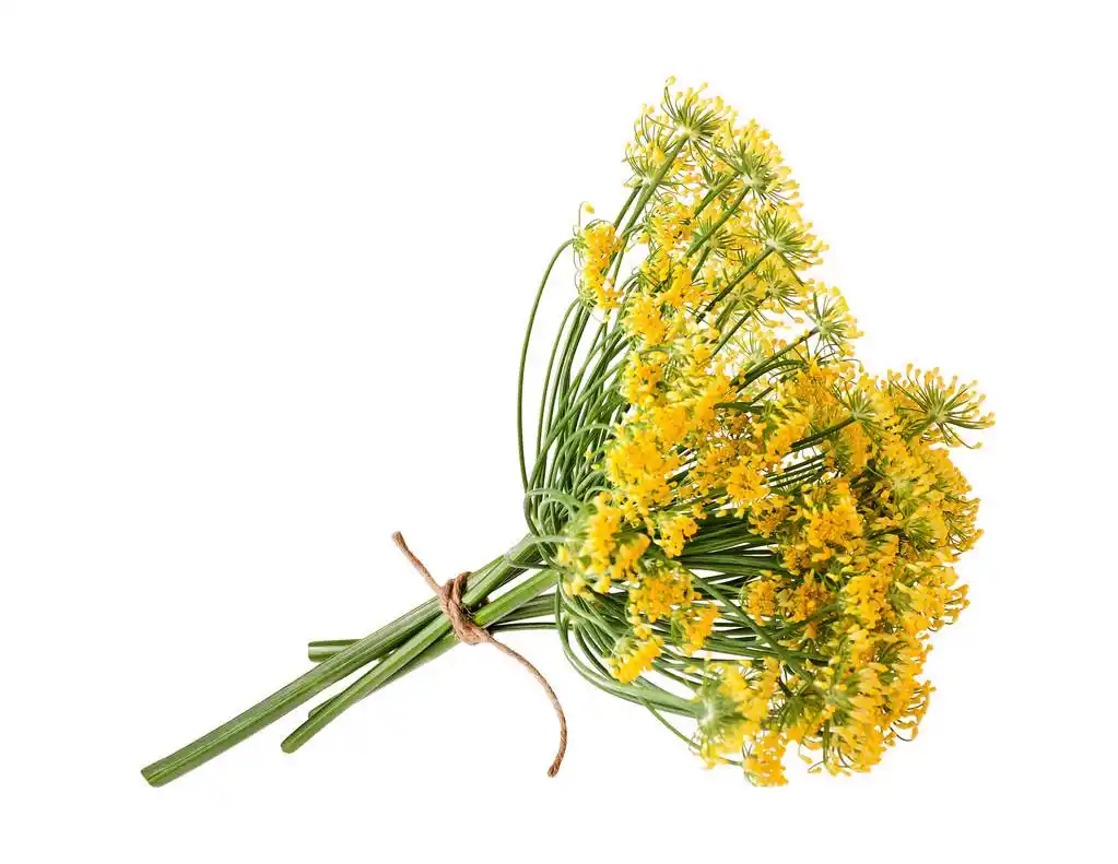 野生茴香花,野生茴香花白色上孤立