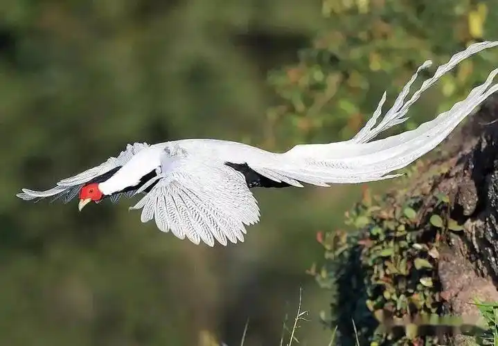 去华南植物园邂逅林中仙子白鹇