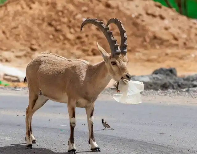 澳大利亚山羊泛滥成灾,哪来的这么多羊,当地人又为何不吃呢?