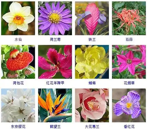 花名大全图片名称