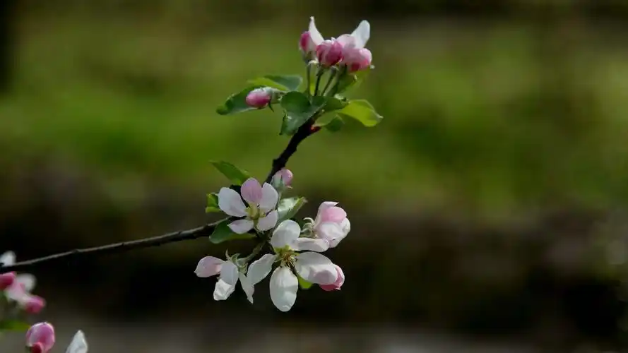 粉白色苹果花图片,高清图片,电脑桌面-壁纸族