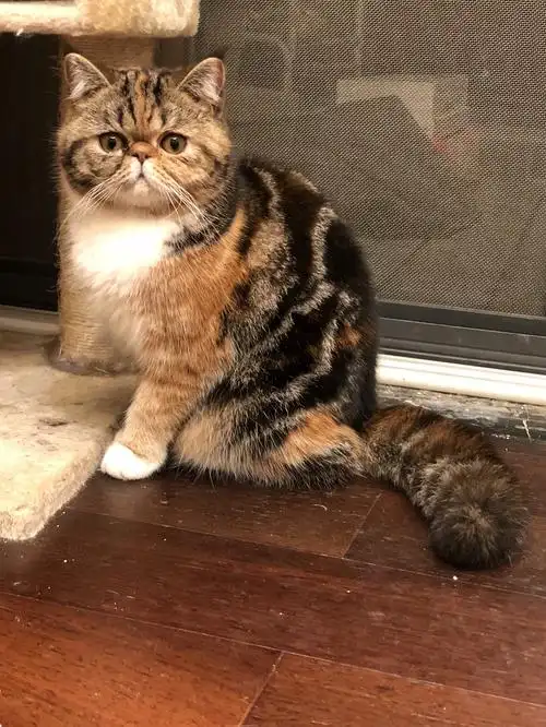 广州三花加菲猫妹妹找新家