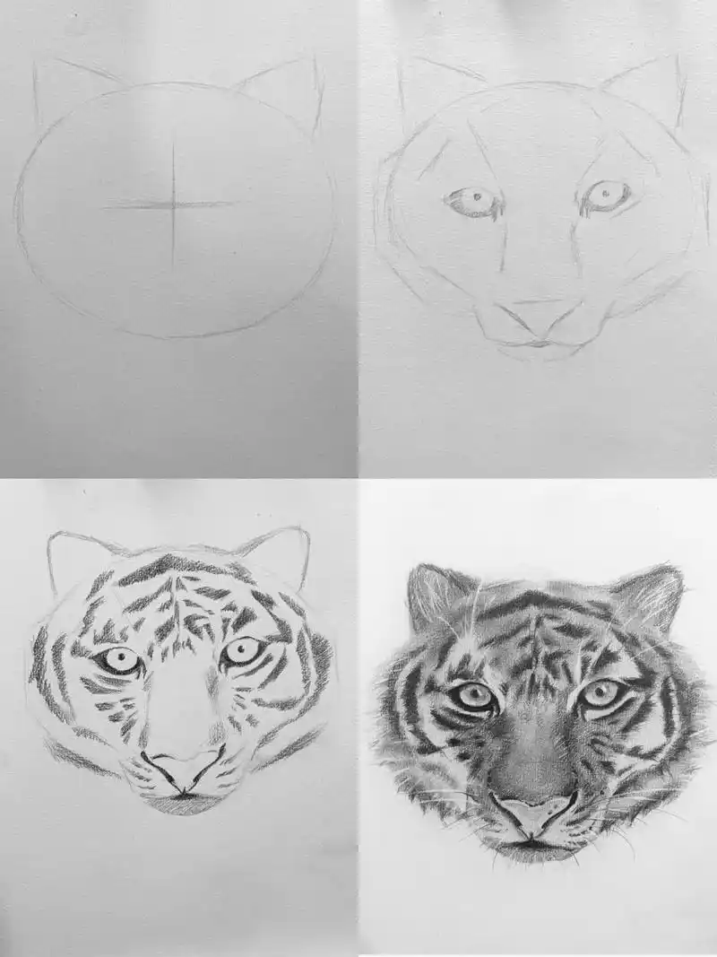 老虎该怎么画呢?详细步骤图来啦 非常简单的老虎绘画过程～一看就会
