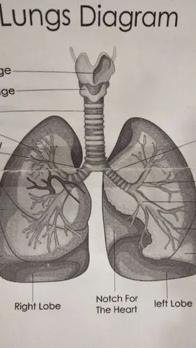 北国风光童心幼儿园兴趣班科学实验探索之:人造肺