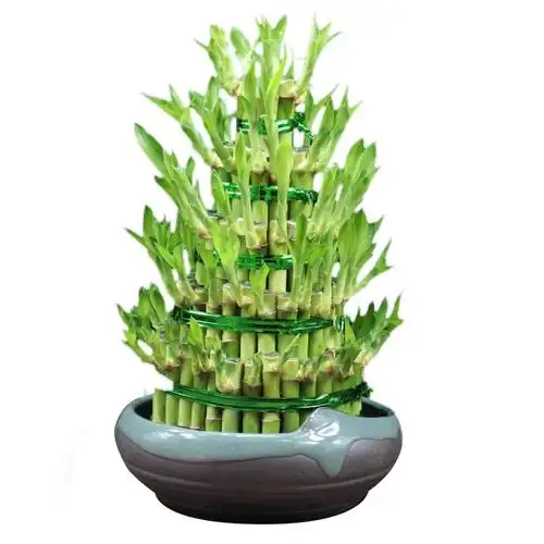 步步高升节节高竹子盆栽室内净化空气去甲甲醛富贵竹转运绿植