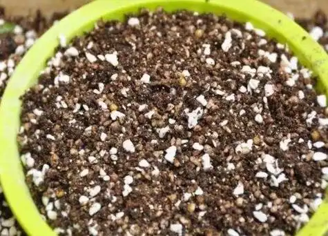 大岩桐有种子吗大岩桐的种子啥样以及证明播种