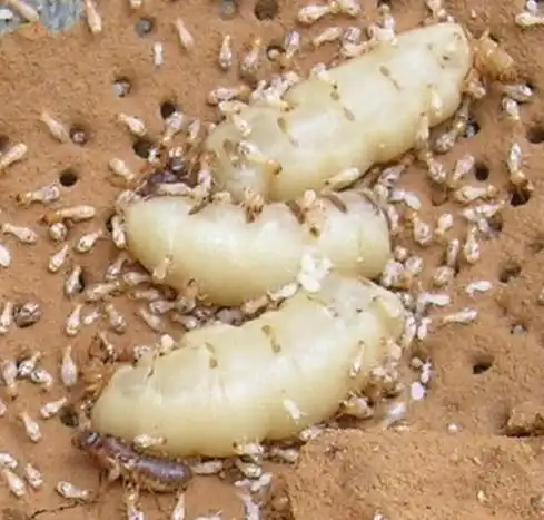 拥有的技术人员上门服务白蚁防治中心