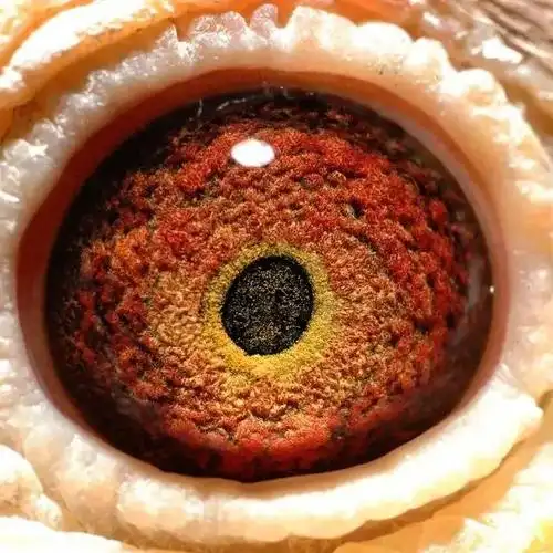 鸽赏图好鸽子一定配双好眼顶级鸽眼欣赏