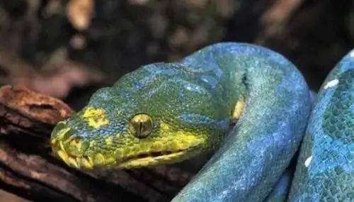 澳大利亚绿树蟒变异蓝化成蓝血蟒价值330万
