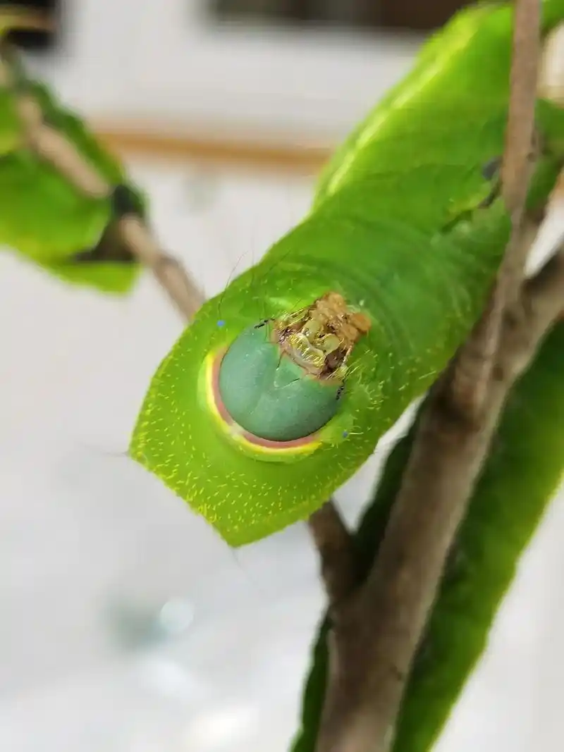 绿油油的大肉虫子～天蚕蛾/日本柞蚕蛾 antheraea y - 抖音