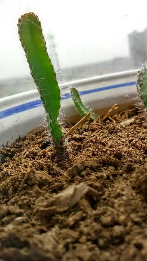 火龙果苗一个月了,才两厘米芽正常吗?需要咋养殖