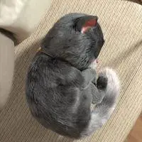 斑布猫戴金箍一万年头像_微信头像图片大全