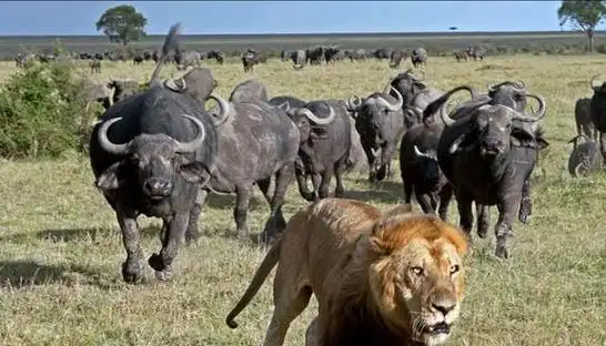 牛其实根本不会认主人广西一头公牛突然发飙顶向6岁小主人