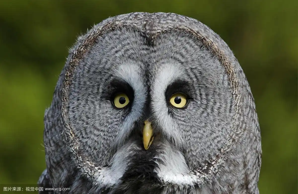 大灰猫头鹰(条纹星云),肖像,俘虏