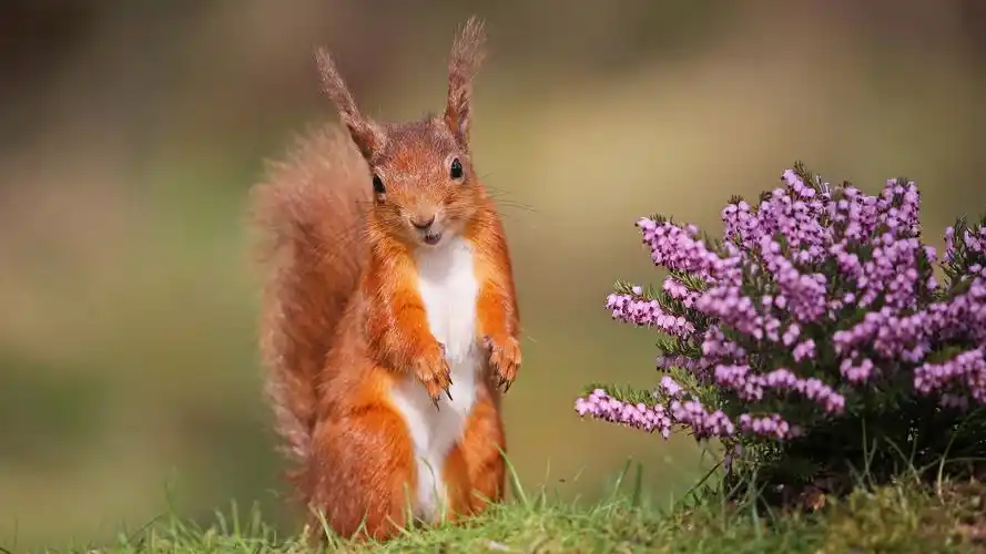 自然鲜花 可爱松鼠站姿壁纸