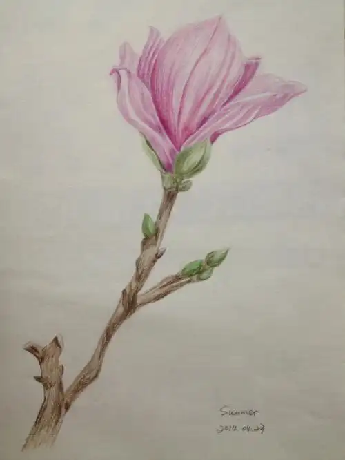 彩铅画向日葵郁金香花花