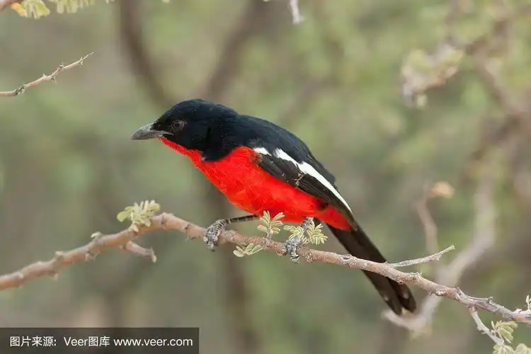 深红色襟伯劳鸟