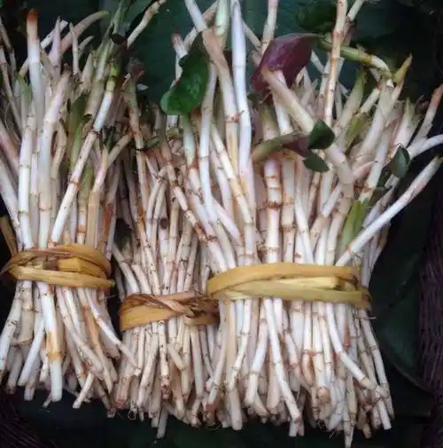 常吃鱼腥草会怎样?不妨听听医生咋说