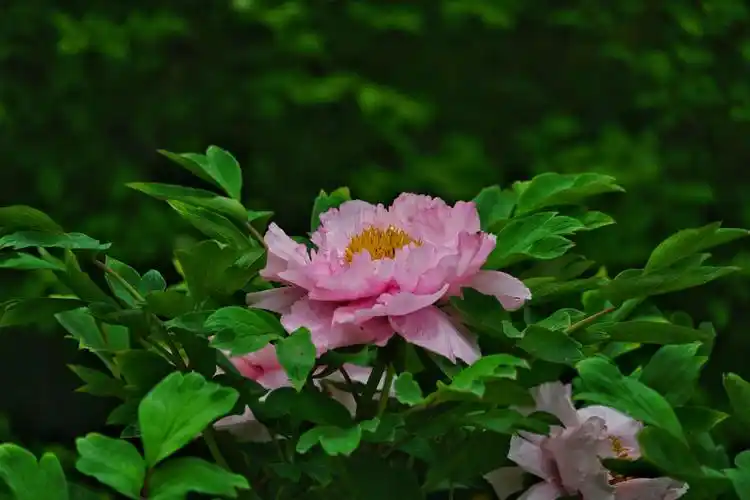 摄影作品,牡丹花,.地点,汤岗子医院药园