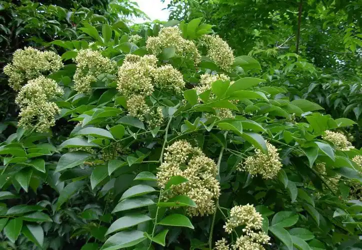 企业商铺联系我们公司地址:企业类型:其它主营产品:汕头市海黄工艺