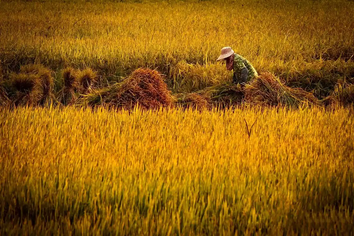 丰收的景象 金色的秋天,大地上的稻谷成熟耀眼,玉米穗饱满沉甸甸.
