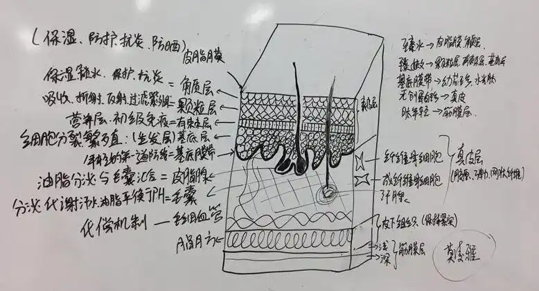 皮肤学入门:绘画皮肤分层结构图