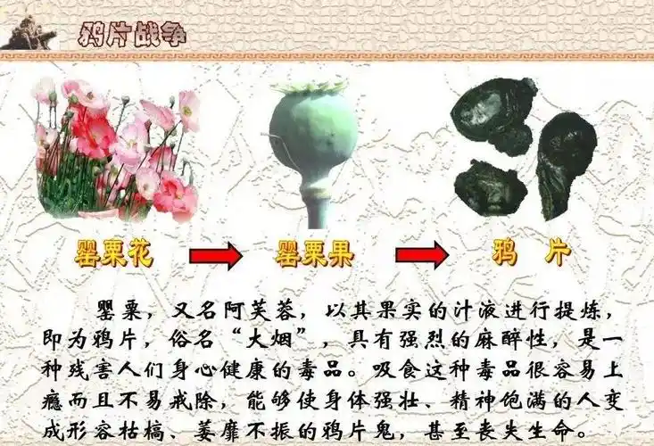虎门销烟是哪一天开始的(林则徐虎门销烟历史事件简介)-图2