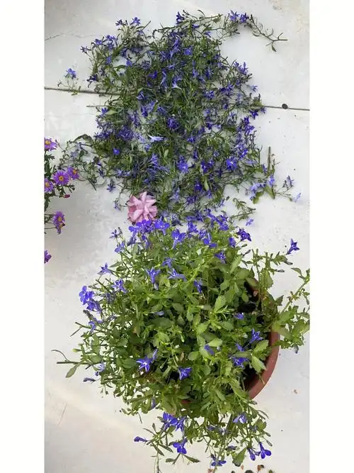 就直接狠剪了一下,期待下次爆花99#我的养花日常  #六倍利  #蓝色