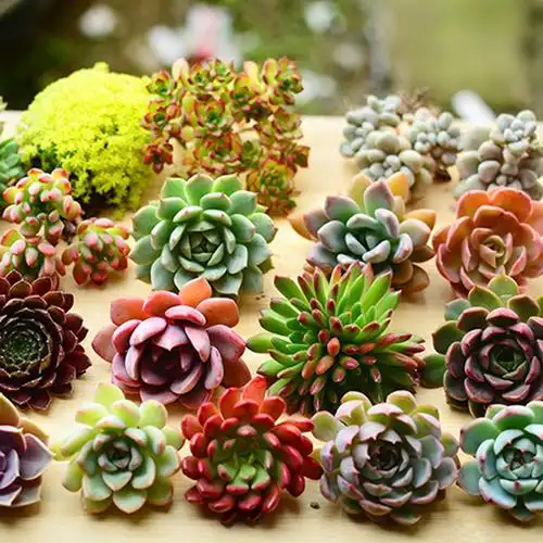 贵货多肉植物盆栽室内小苗肉肉植物组合盆景新手套餐含盆带土包邮