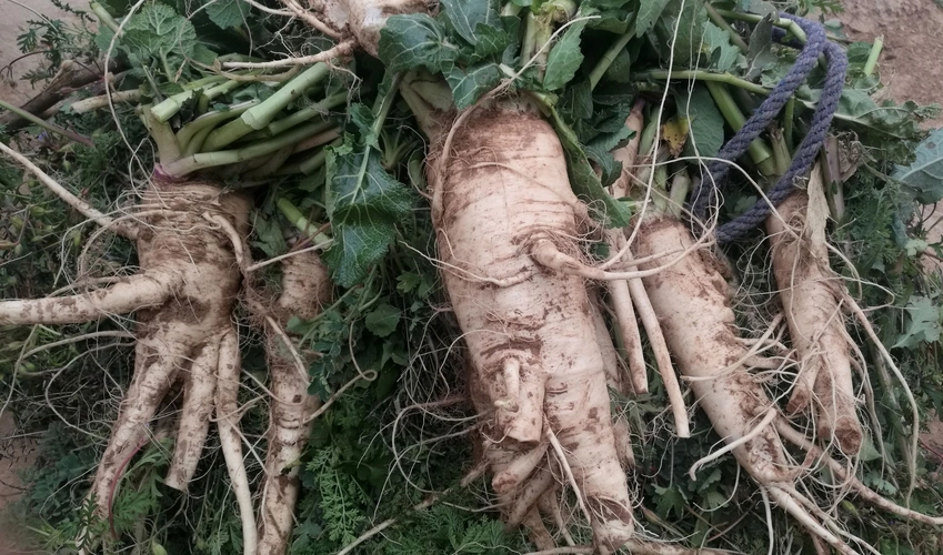 信马由缰油菜花根是蔓菁