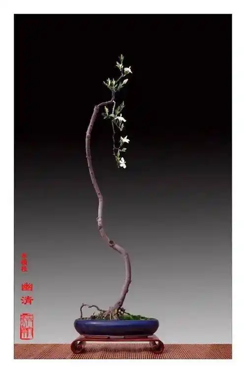 新春清赏韩学年系列新作_盆景_作品_水横枝