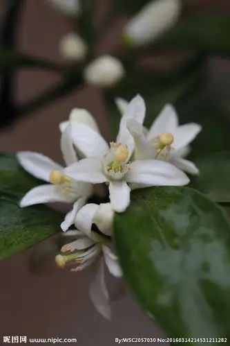 桔子花图片