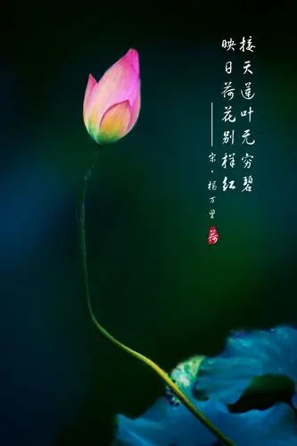 赠荷花 唐.李商隐