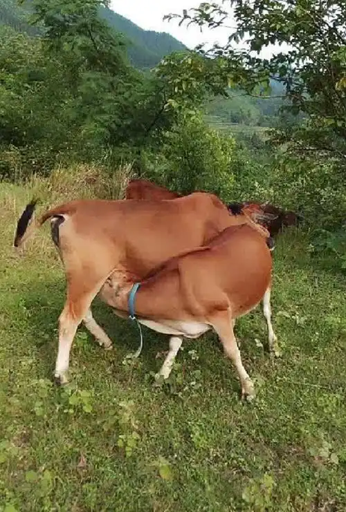 动物界的奇闻趣事,一个比一个奇葩