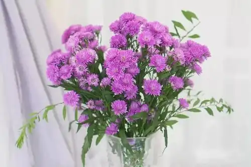 孔雀草养护方法|孔雀草|重瓣|花瓶_新浪新闻