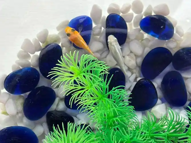 皮球玛丽鱼也太好生了08