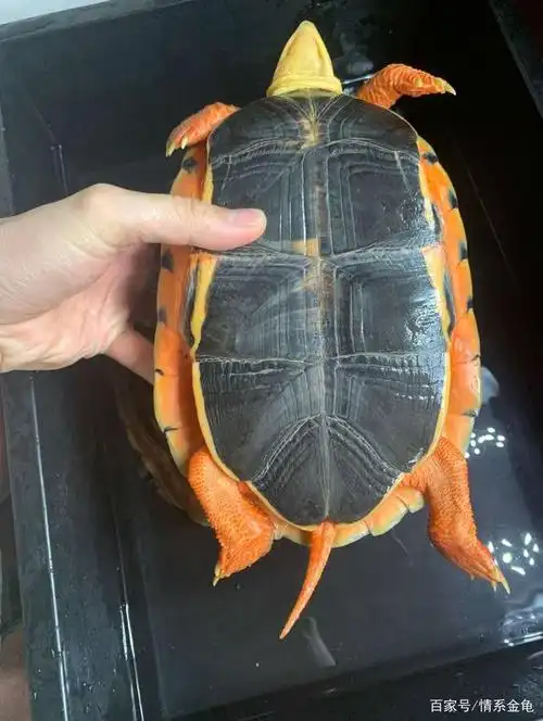 金钱龟哪个品种市场价值更高呢?详解金钱龟品种