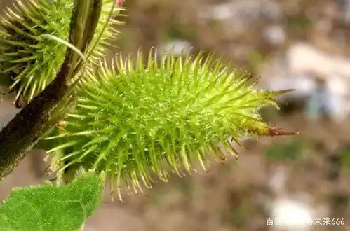 小时候爱采摘的"小刺果",原来还有药用价值!