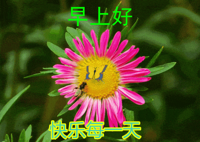 身体健康,心旷神怡.早安表情包集萃