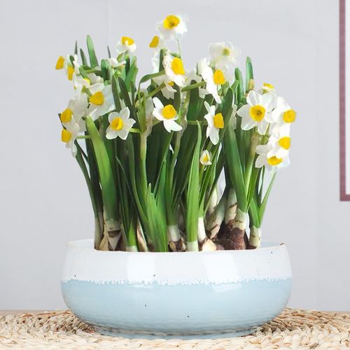 水仙花水培水养四季开花绿植冬季耐寒年宵花卉漳州洋水仙种球盆栽