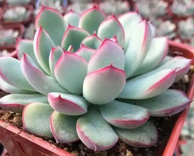 园艺多肉花月夜