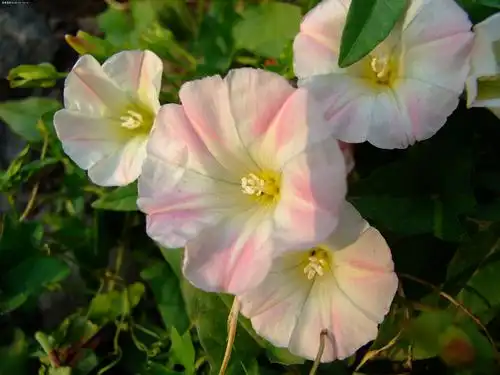 一组牵牛花,展现6500色彩