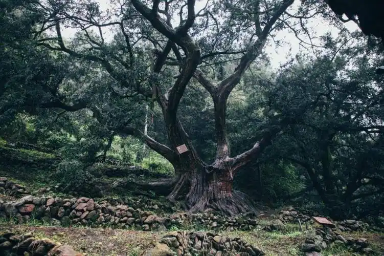 绍兴市柯桥区稽东镇种植榧树的历史悠久,在稽东会稽山脉集聚了全国