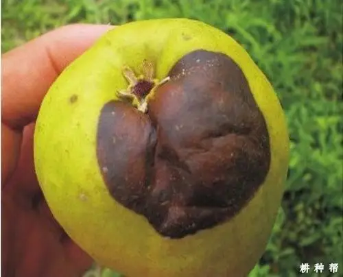 梨黑斑病怎么治疗