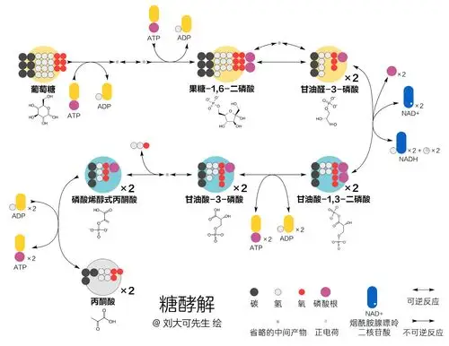 这是动物细胞糖酵解的大致过程,你不需要把它弄得太明白