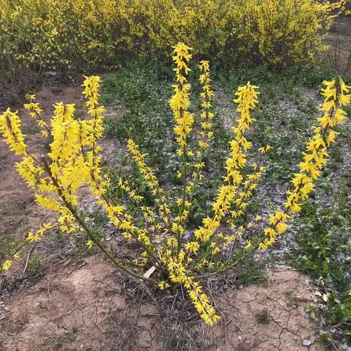 连翘基地连翘图片连翘介绍