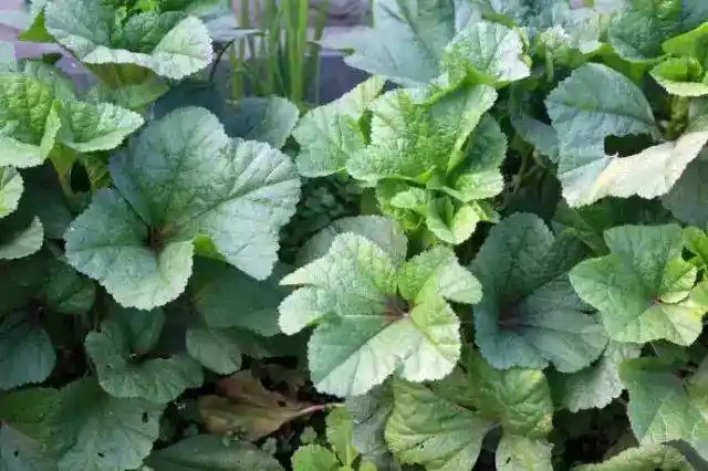 自贡人最爱吃的10种叶子菜,你最喜欢哪个?