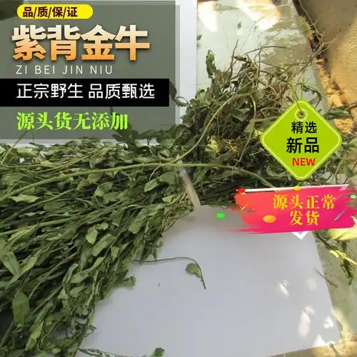 中草药新品野生紫背金牛500g天然金不换远志大牛草叶叶一枝花包邮
